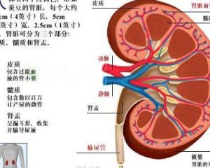 失鹽性腎炎