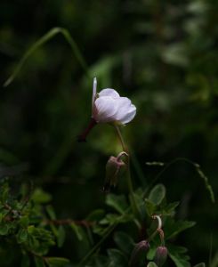 川西老鸛草