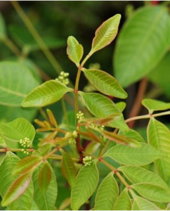 小漆樹（原變種）