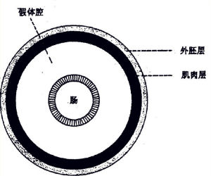 假體腔