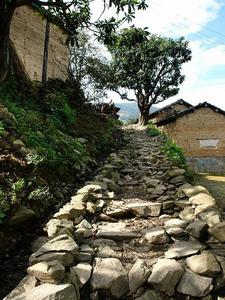 茶家後山村村內道路