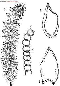 圖註：1.植物體（原大）：2．枝葉（×24);3.莖葉（× 24); 4．枝葉橫切面的一部分（×338)。