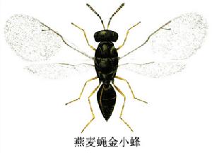 燕麥蠅金小蜂