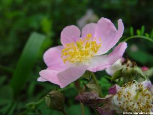 野薔薇