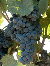 Mourvedre