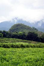 鳳凰單樅茶