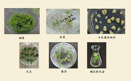 植物生物技術[學科]