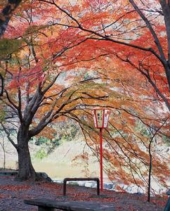 揖斐關原養老國定公園養老溪谷的紅葉