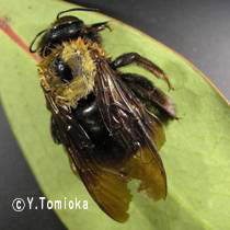 （圖）黃胸木蜂 Xylocopa（Alloxylocopa）appendiculata Smith