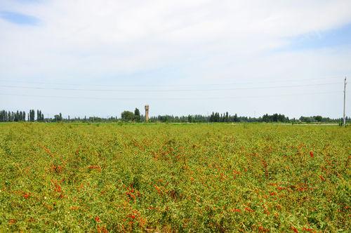 寧夏枸杞