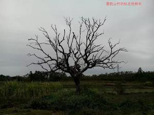 荔枝山村[青平荔枝山]