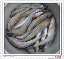 油光魚