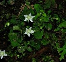 峨眉梅花草