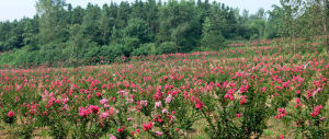 信陽現代園林種植基地