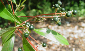 紅梗楠