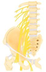 髂腹股溝神經