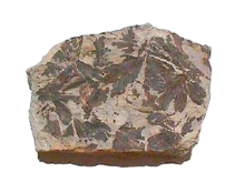 銀杏化石