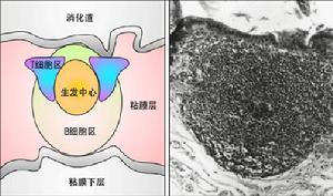 億特欣明可促進腸道局部淋巴組織發育