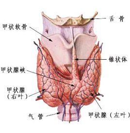 甲狀腺多髮結節