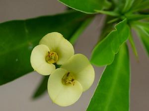 Euphorbia milii f. lutea