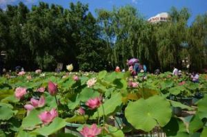 北京蓮花池公園