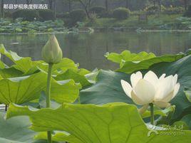 夢桐泉鄉村度假酒店 夢桐泉鄉村度假酒店