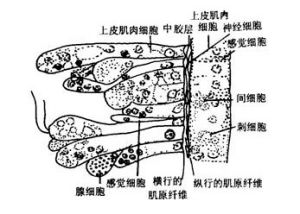 刺胞動物