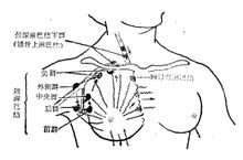 腋部淺表淋巴結