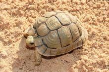 利比亞陸龜