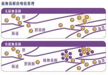 植物甾醇吸收原理物理圖