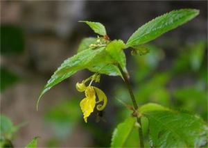 鳳仙花科