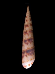 黃斑筍螺