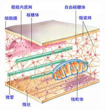 細胞骨架圖