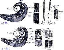 腮耙結構、功能