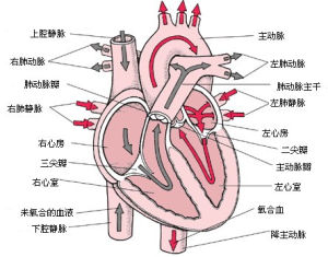 射血分數