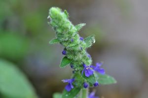 露籽草（原變種）