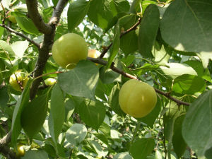 龍泉香杏園