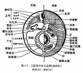 內部分泌結構