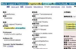 Black-capped Tinamou (Crypturellus atrocapillus) (Tschudi, 1844)