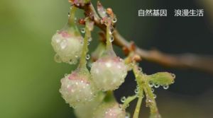 藍莓花