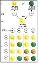 豌豆雜交遺傳圖