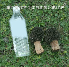 羊肚菌