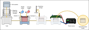 westernblot