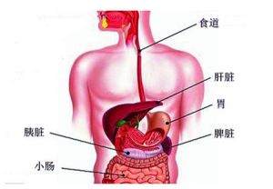 脾臟修養法