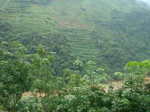 龍洞山自然村橡膠產業