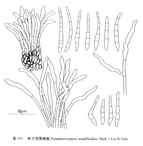 蝦子花假尾孢