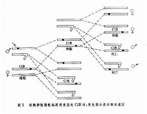 致死突變型