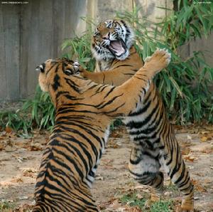 Bengal tiger