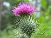 Thistle 20050725 001.jpg