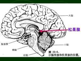 松果腺